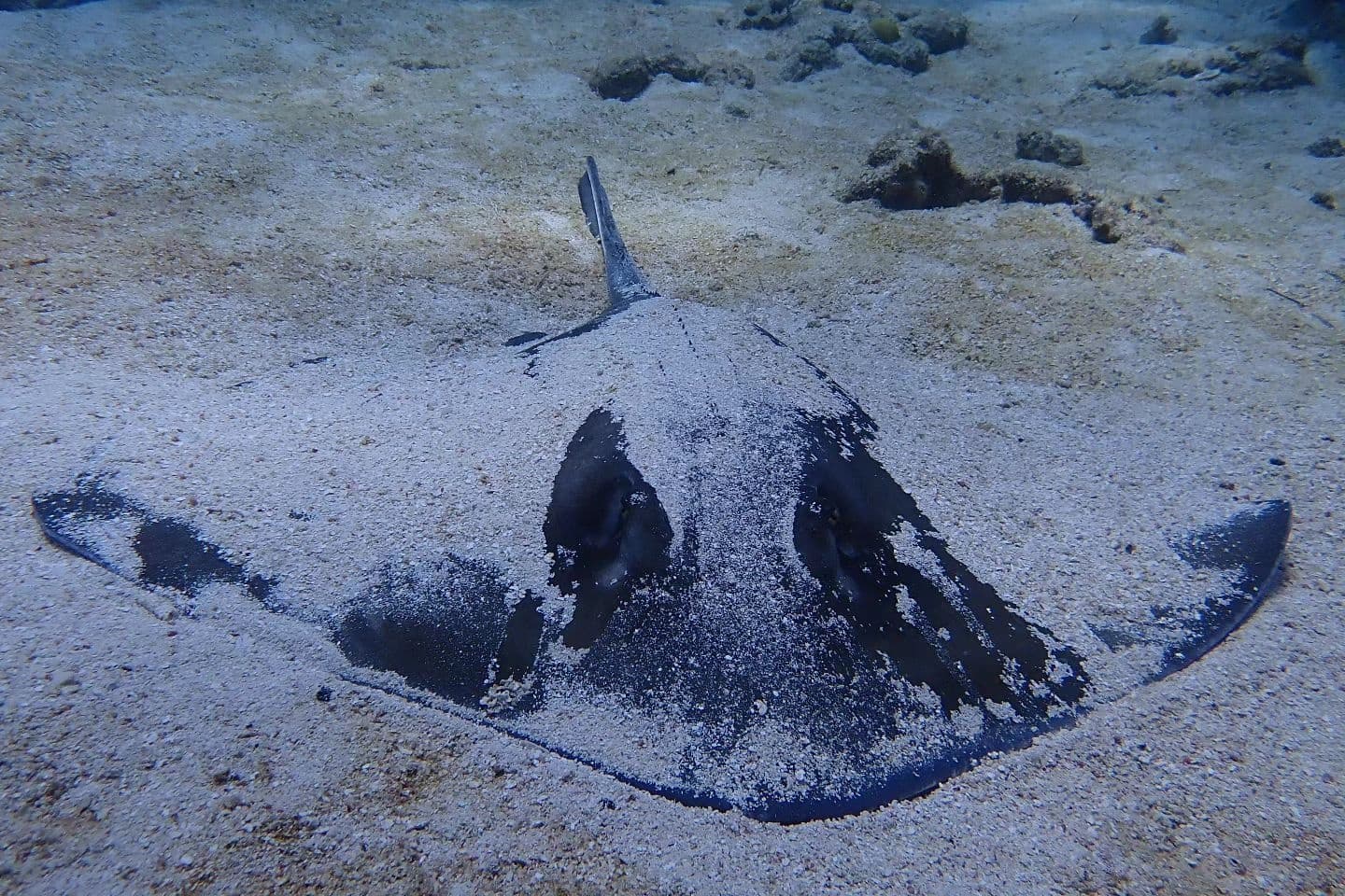 Southern stingray gliding over sandy seafloor on reef dive