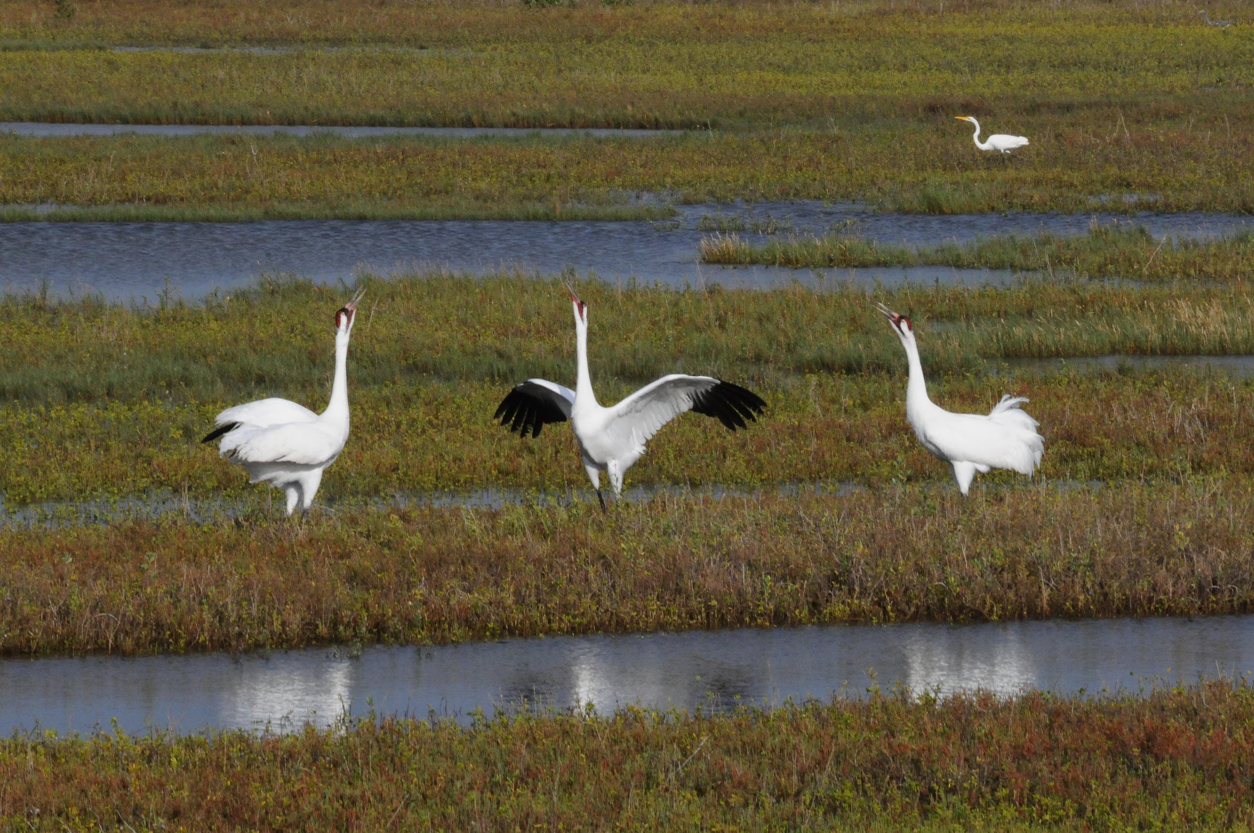 Whooping cranes wading in coastal marshlands during wildlife tour