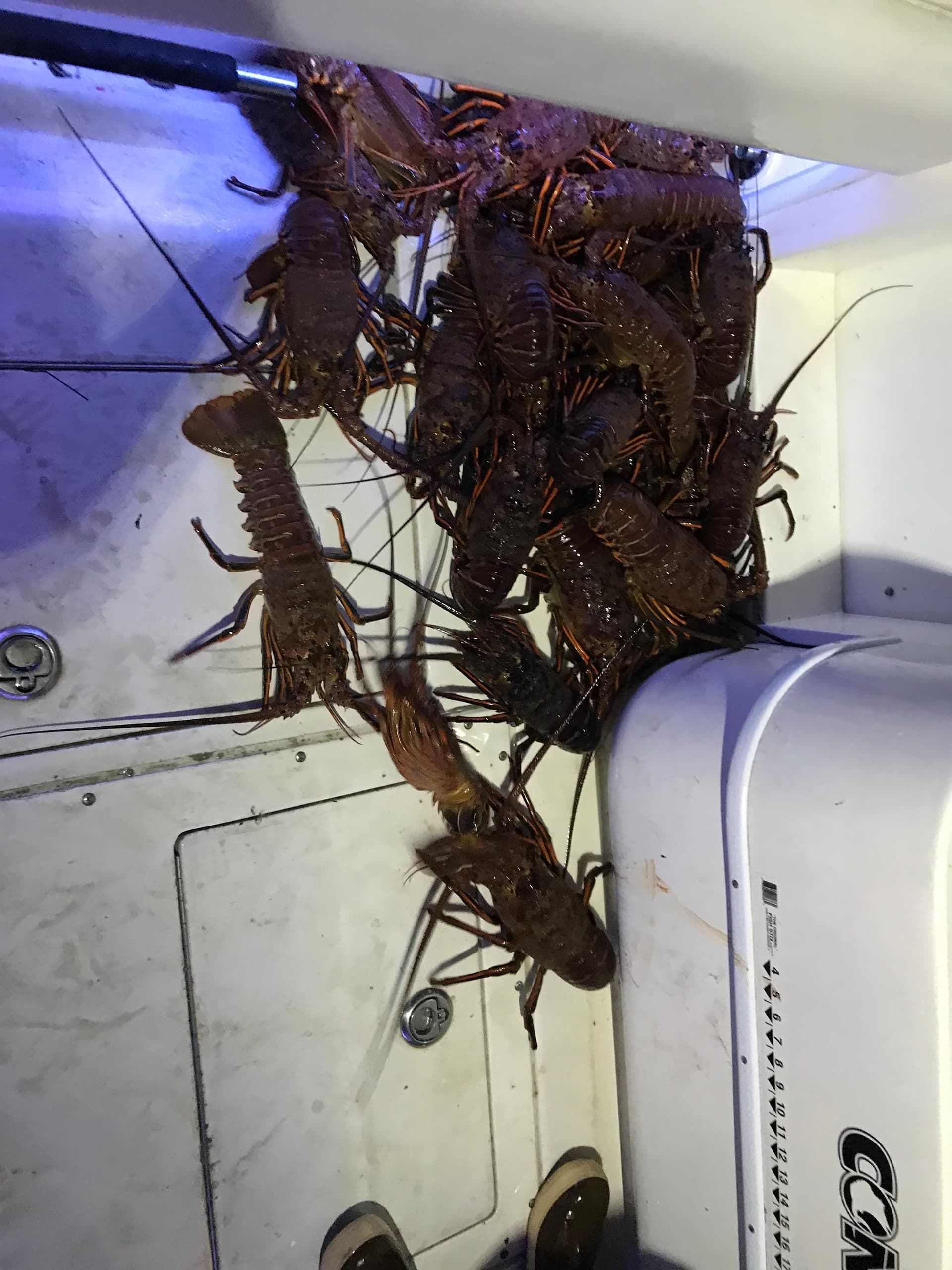 Catch California Spiny Lobster on a Catalina Coastline Fishing Charter