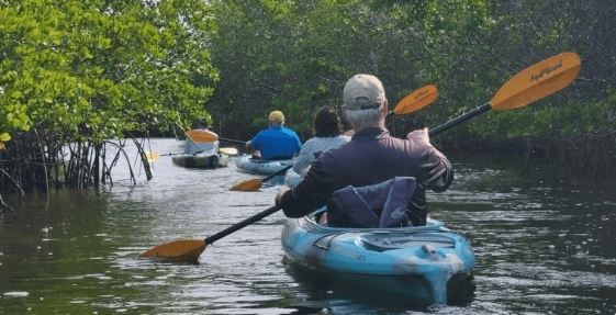 Kayakers paddling through mangrove tunnel, coastal wildlife tour