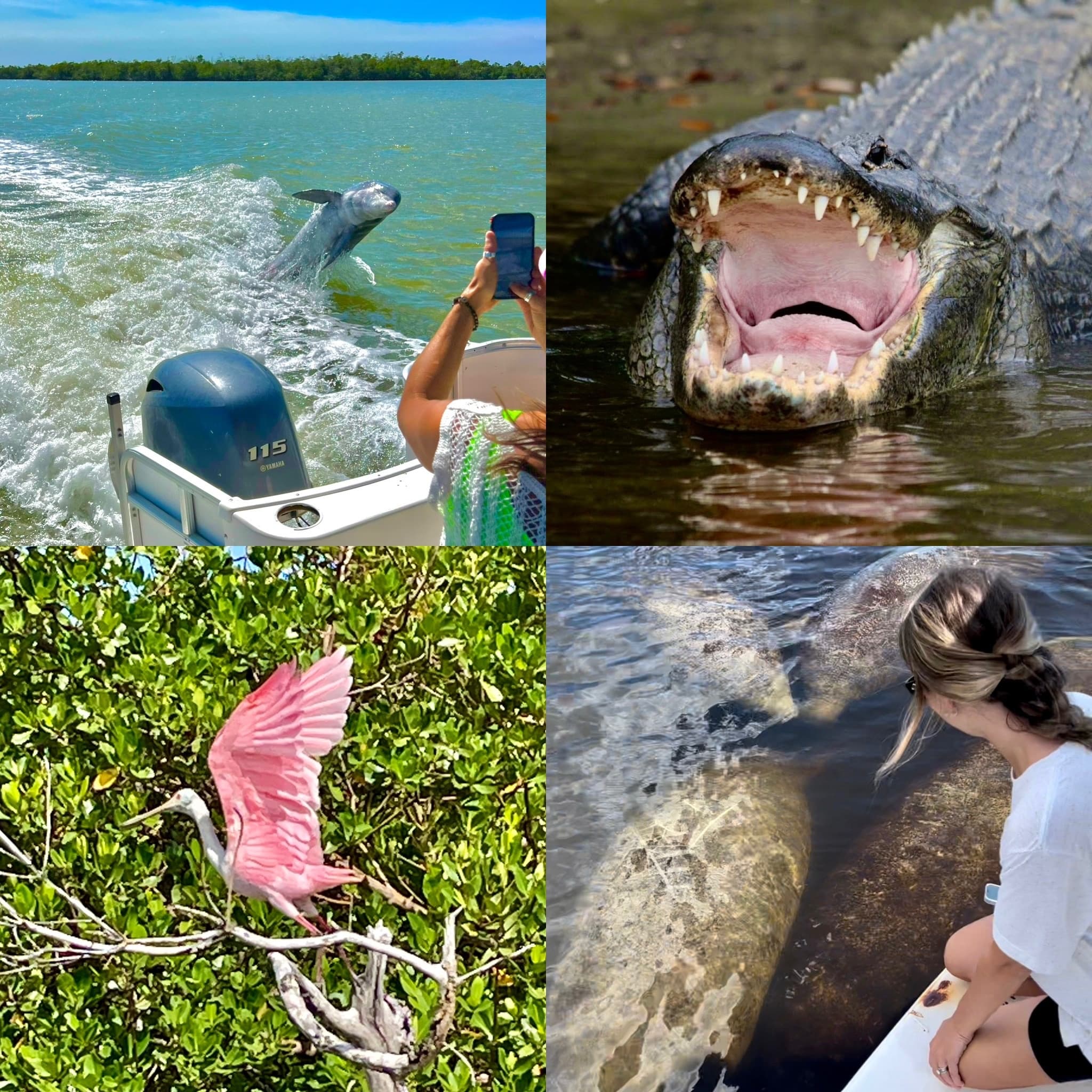 Wildlife & Beach Venture with Manatee Sightseeing in Naples