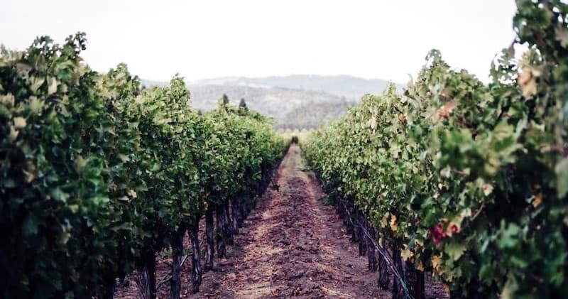 Wine Tour Adventure with Book Napa Valley in Napa