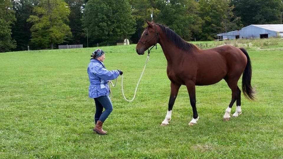 Horseback Riding Lessons at BRF Stables - A Family Adventure in [Location]