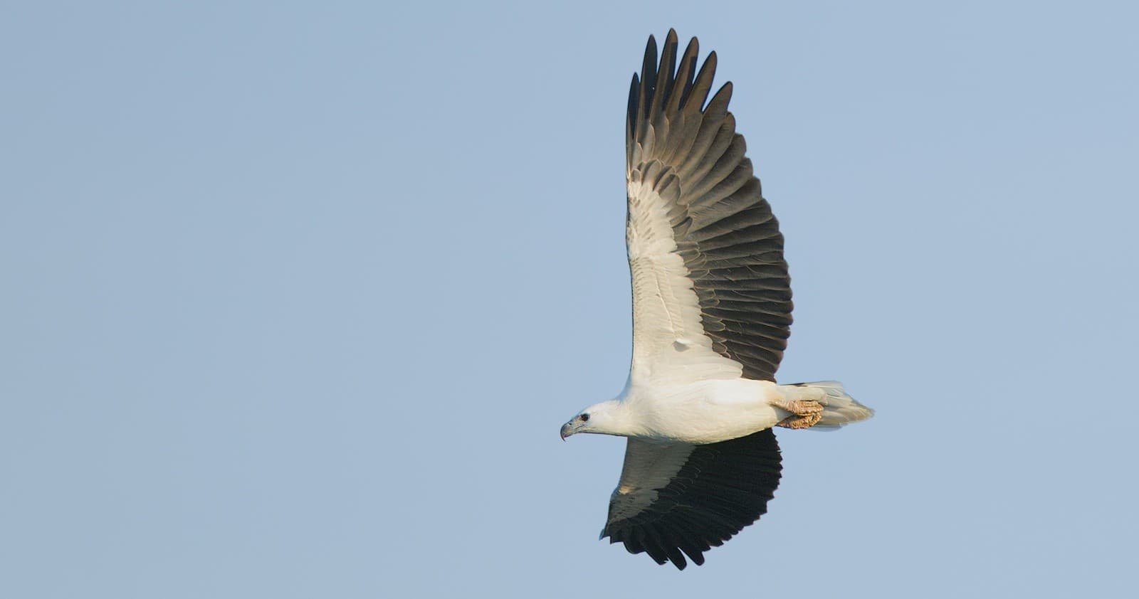 Birdwatching & Wildlife Tour at Fogg Dam Australia