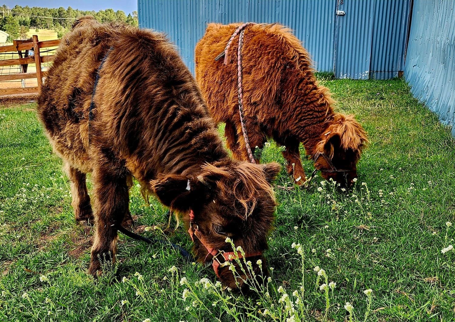 Mini Scottish Highland Experience in Monument, Colorado — Up-Close Highland Cattle Visit