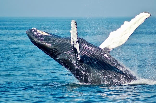 Private Whale Watch Charter in Kekaha, Hawaii