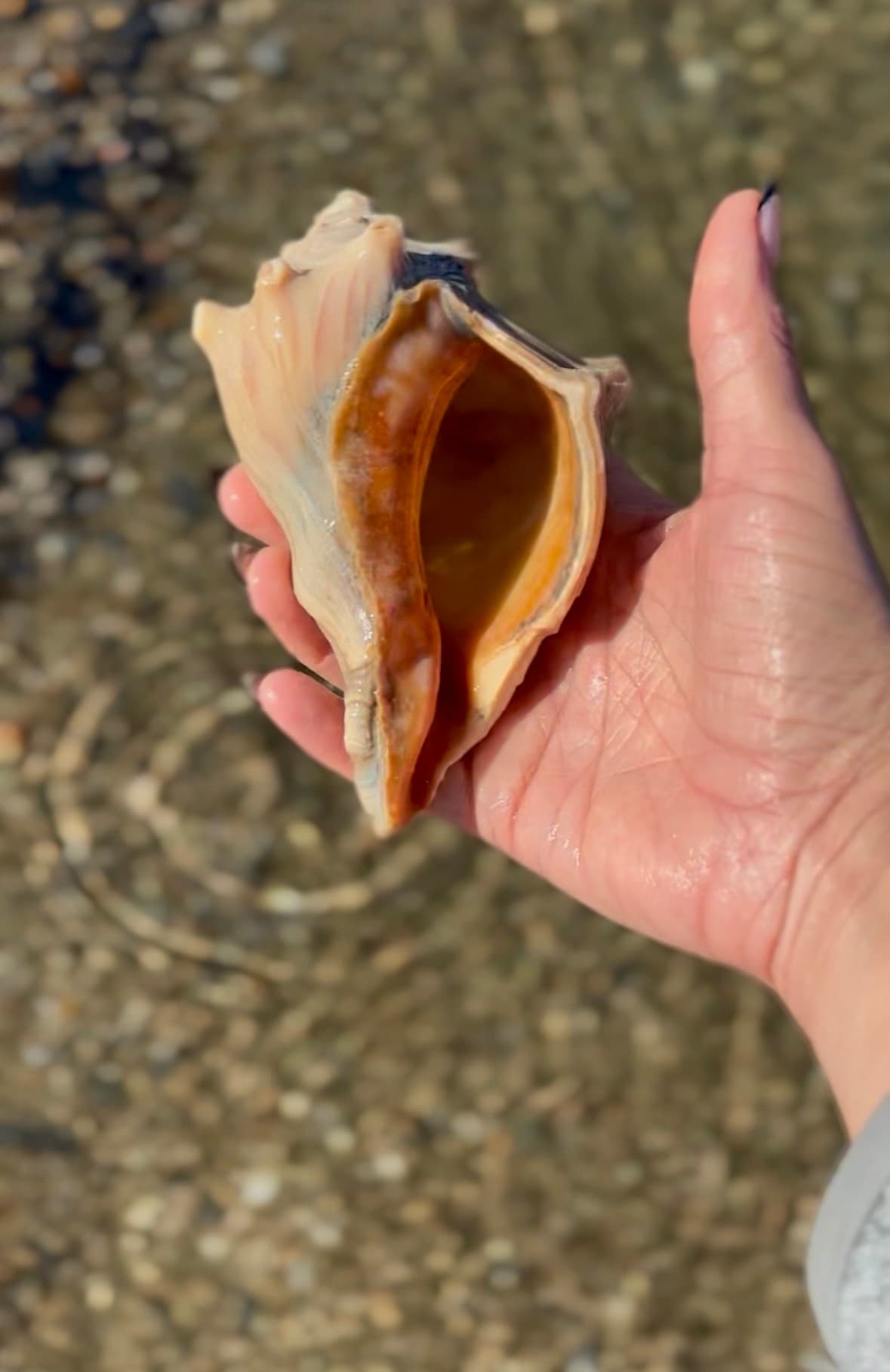 Tybee Shelling Tour: Find Shark Teeth, Shells & Coastal Treasures on Tybee Island photo 1