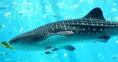 Wildlife & Water Activities: Private Whale Shark Tour from Playa del Carmen