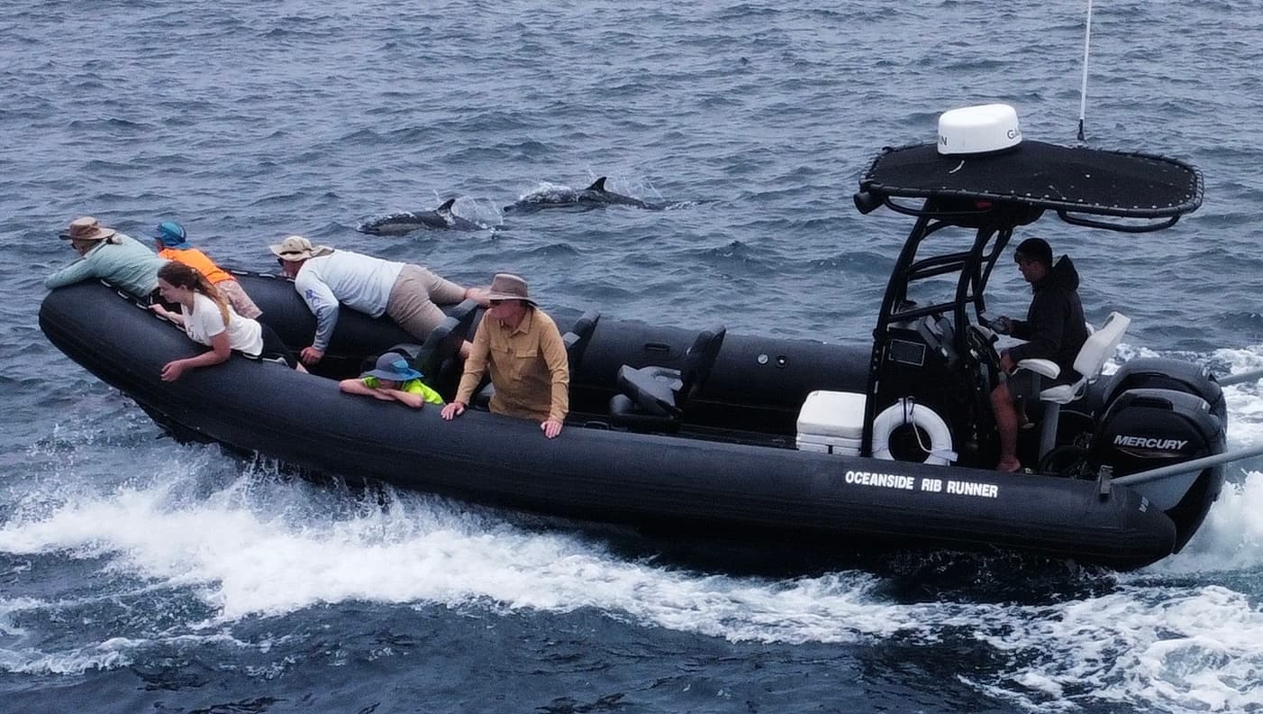 Private Dolphin-Sightseeing Charter in Oceanside, CA
