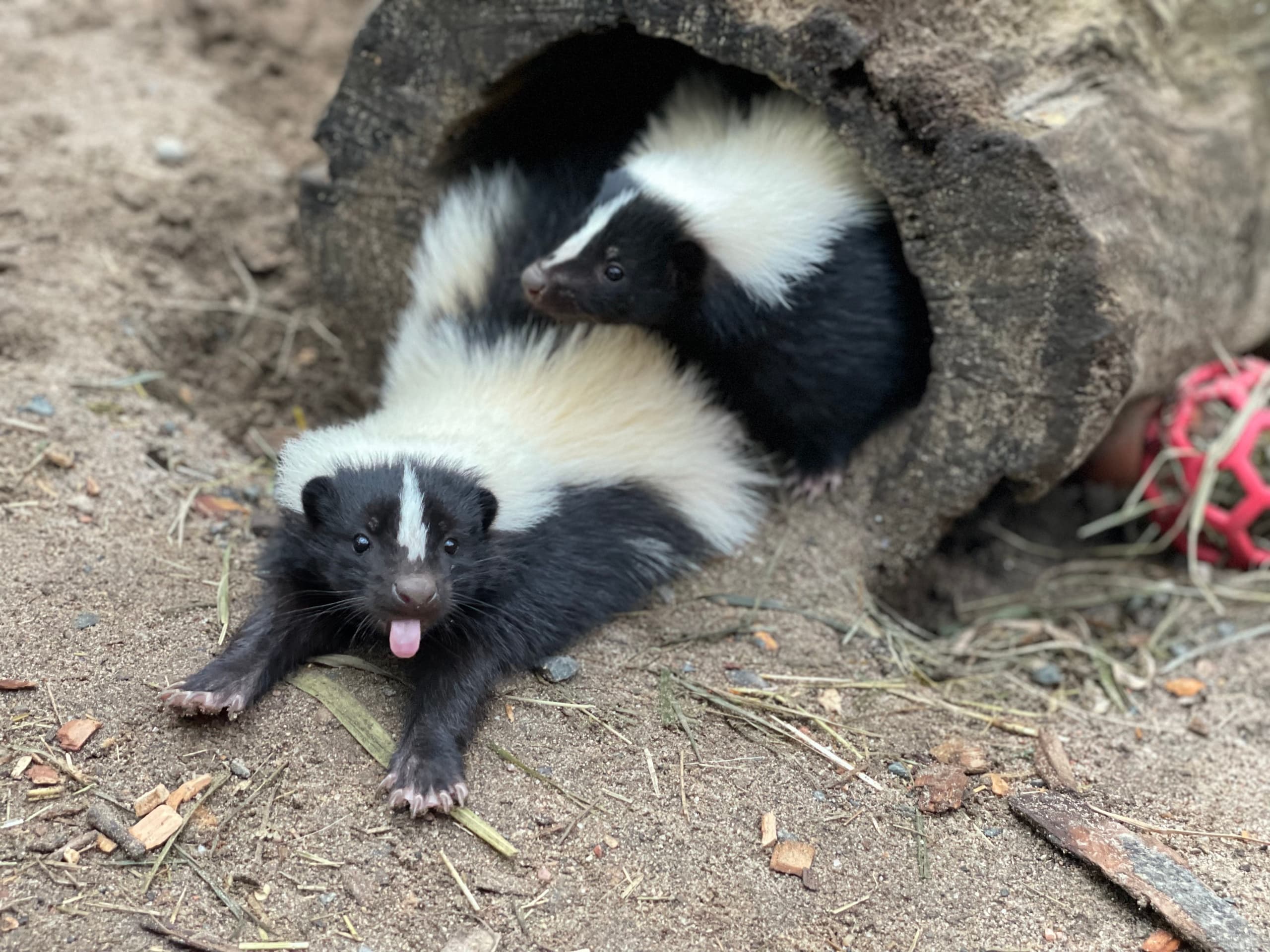 Wildlife & Family Fun at The Zoo in Forest Park