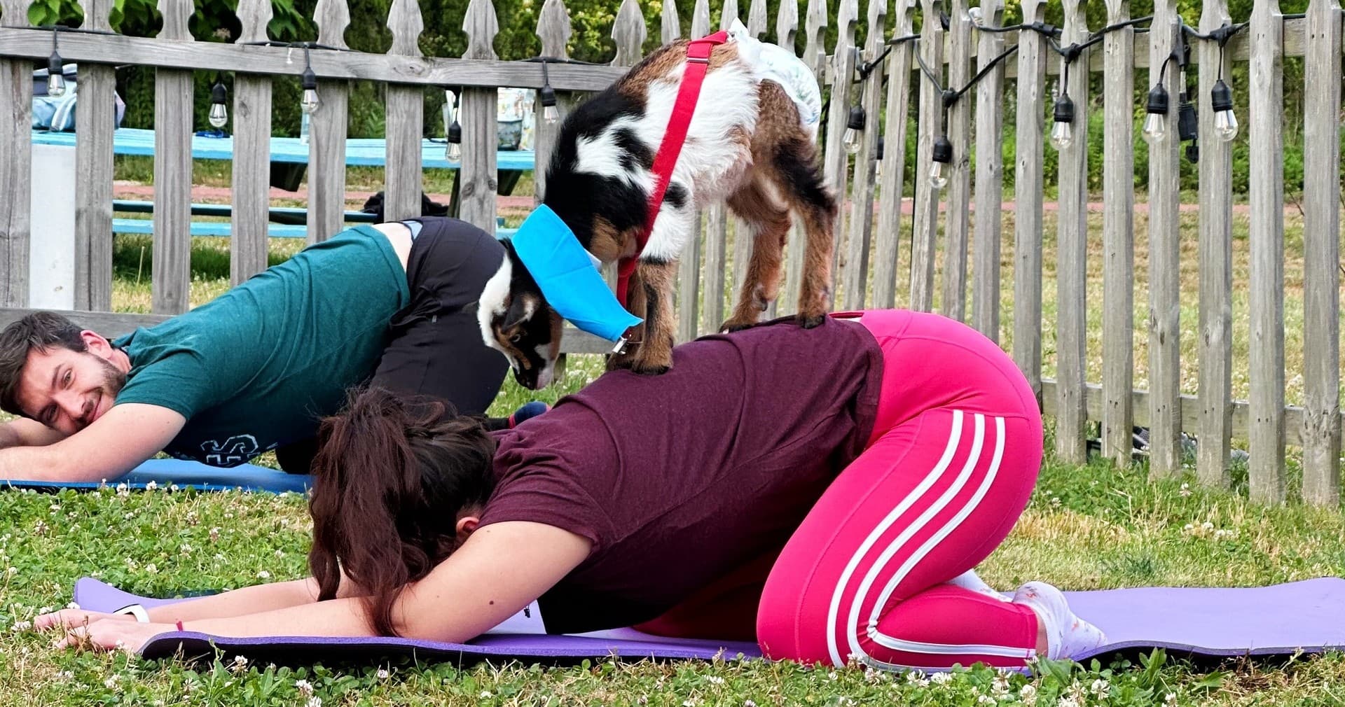 Two participants in goat yoga with goat climbing on back outdoors