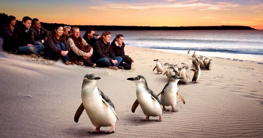 Wildlife & Coastal Adventure on Phillip Island near Melbourne