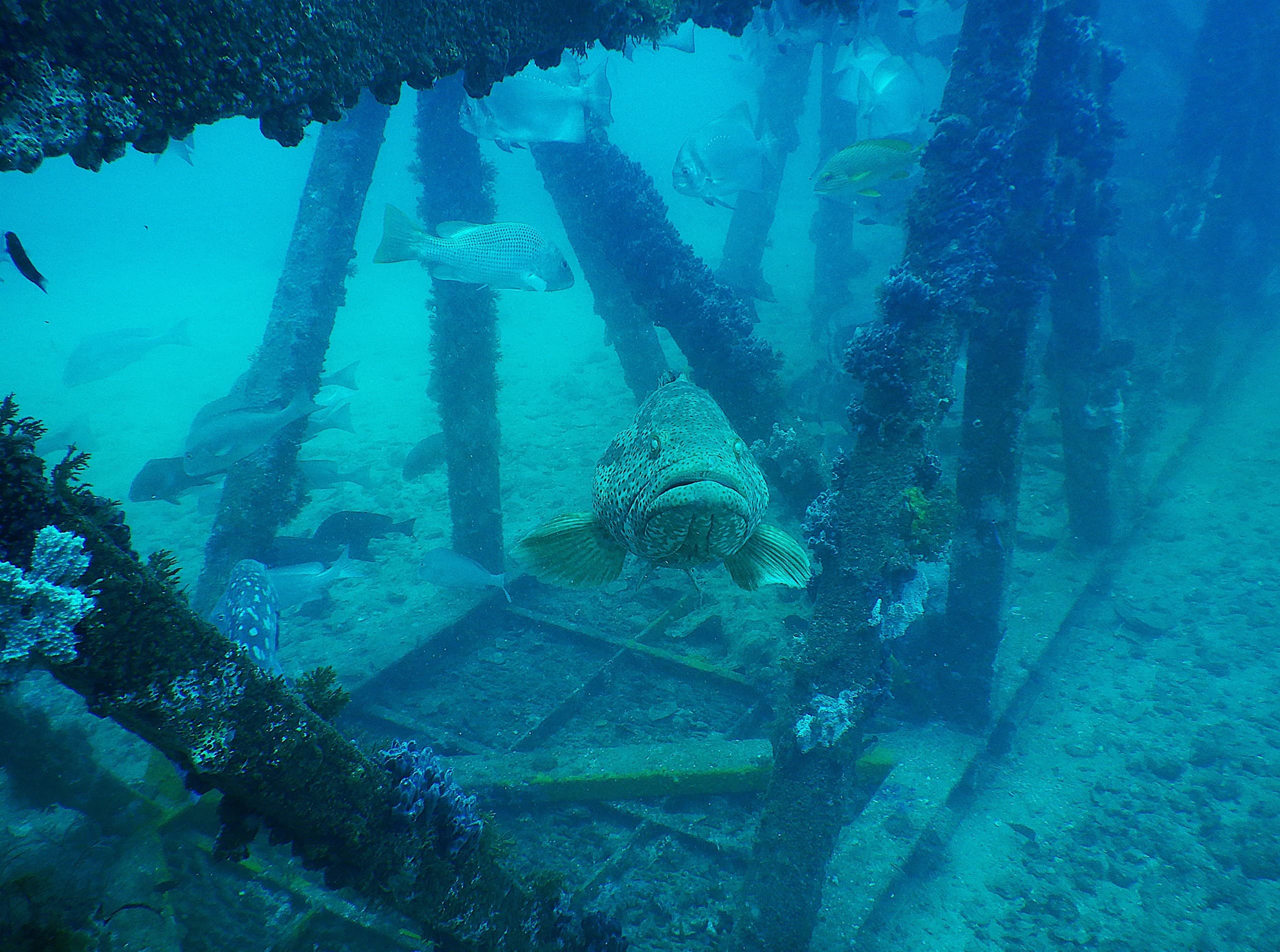 Deep Diving the Samson Wrecks: Ultimate Dive Tour in the Dampier Archipelago