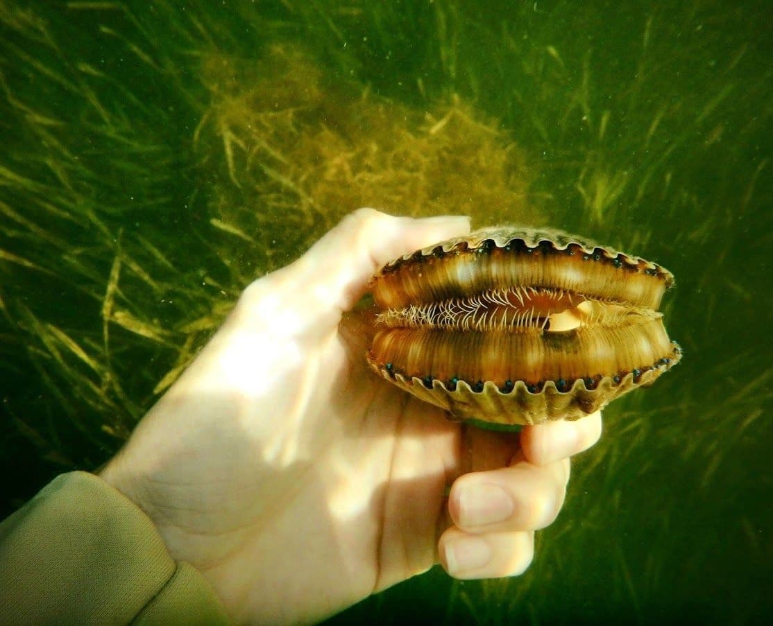 Private Scallop Tour in Crystal River, Florida