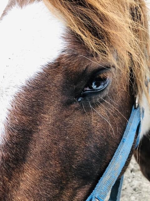 Horseback Date Night at Sagehill Stables, Winnipeg