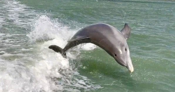 Private Dolphin Tour