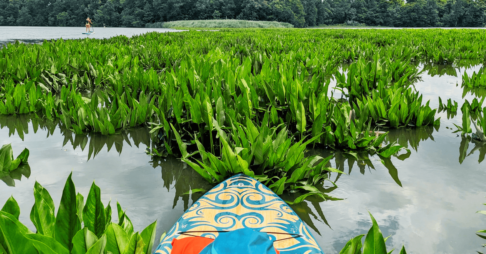 Explore Nature Paddle at Scotchman's Creek in Earleville