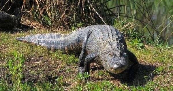 Gulf Coast Gator Ranch Ranch Tours in Moss Point, MS