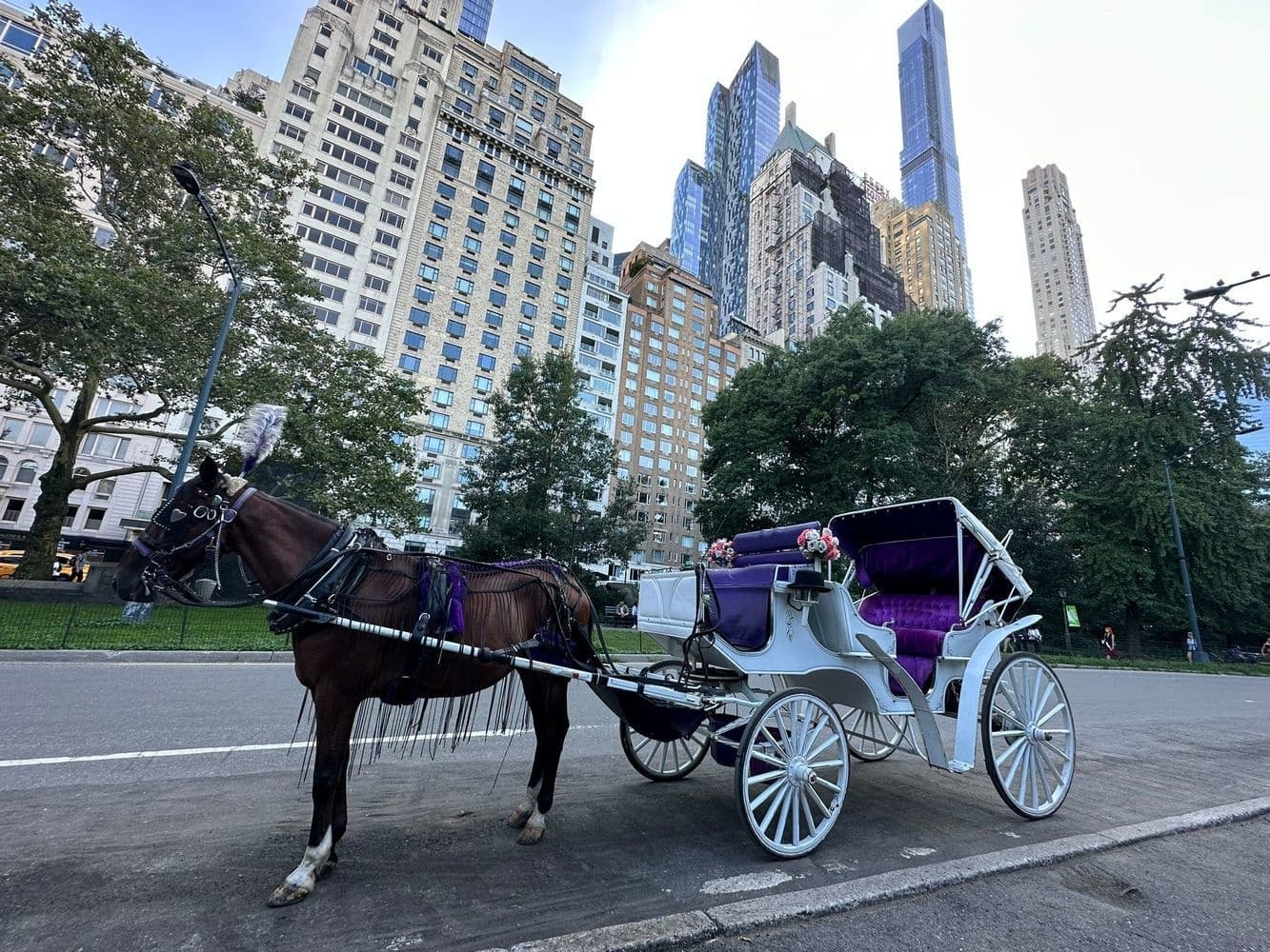 Land-Adventures & Central Park Horse Carriage Ride