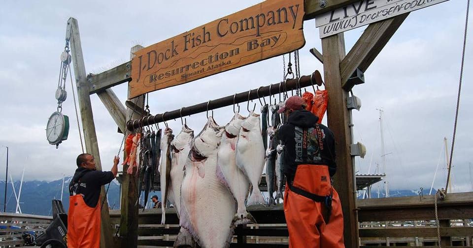 Fishermen hanging halibut on the J Dock pier, Alaska