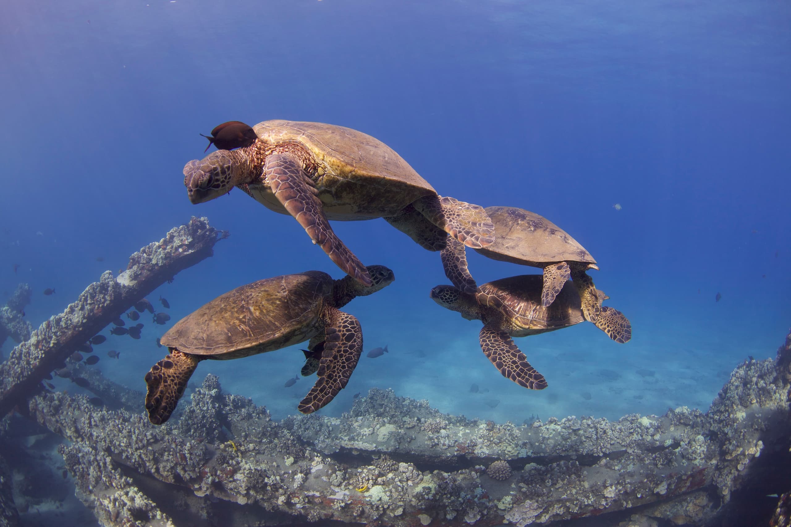 Shark and Turtle Shore Dive in Maui: Explore Maui’s Vibrant Underwater World