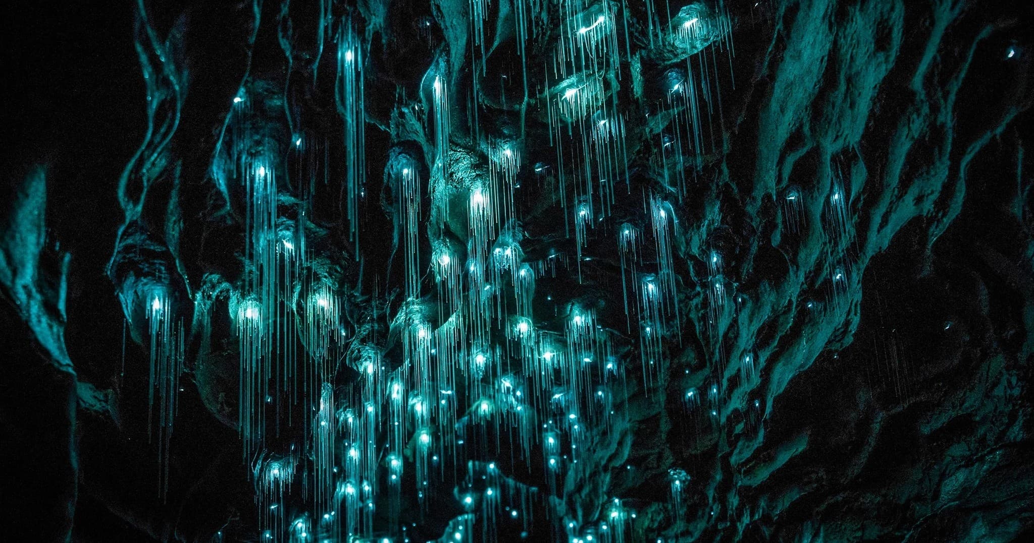 Waitomo Caves Private Tour by Auckland Tour House