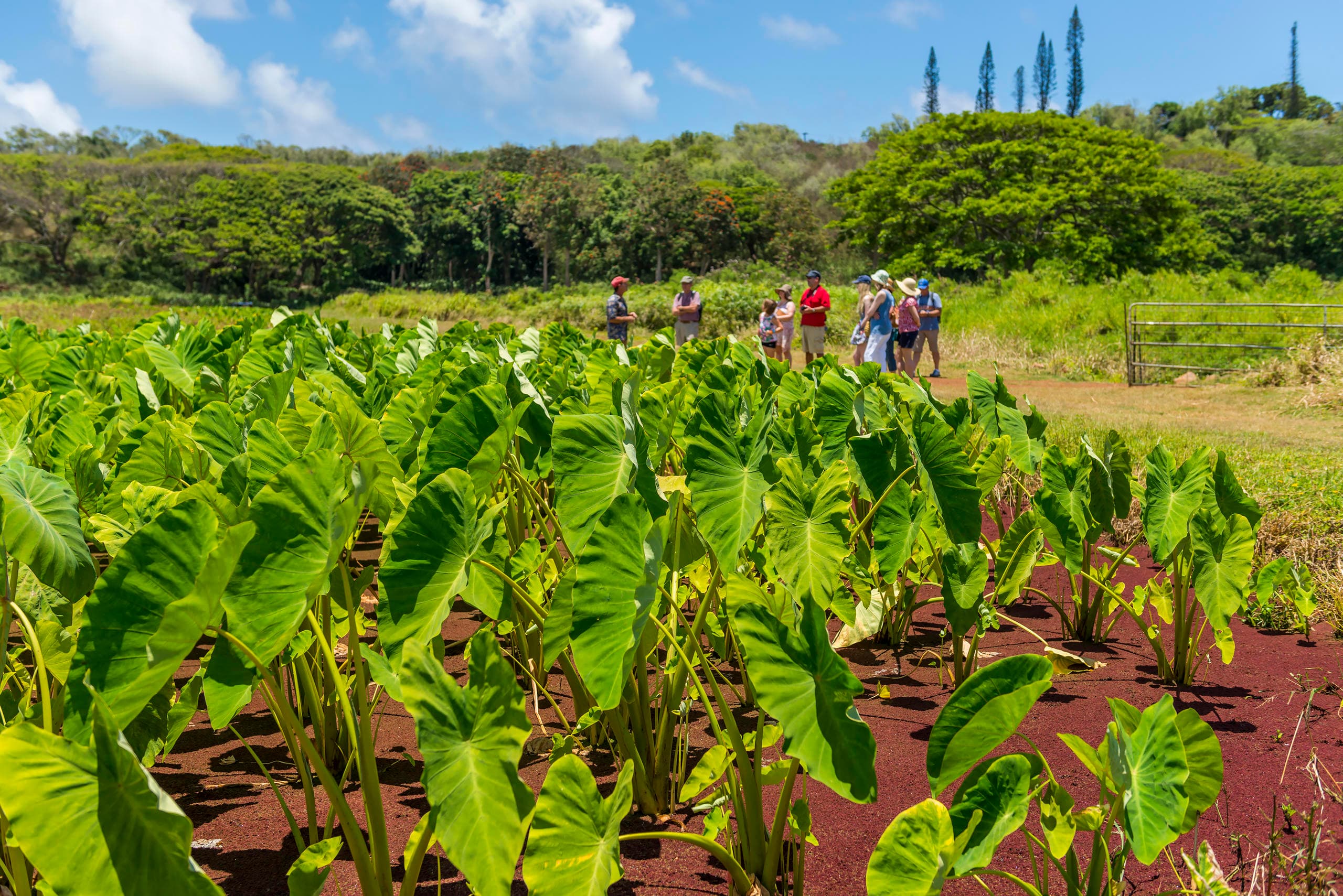 Visitors walking through lush taro fields on Kauai farm tour