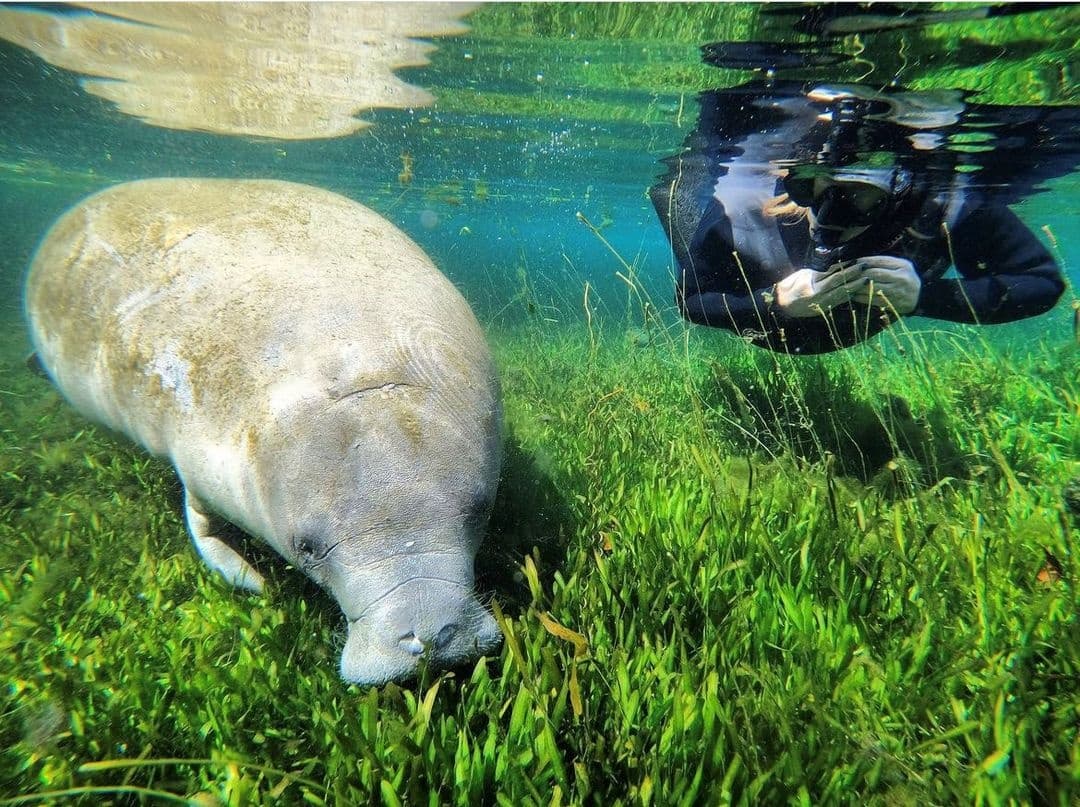 Manatee Snorkel Tour in Crystal River, Florida