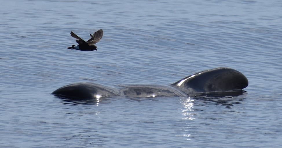 Epic 24-Hour Marine Mammal & Pelagic Bird Watching Adventure from Cape May, NJ