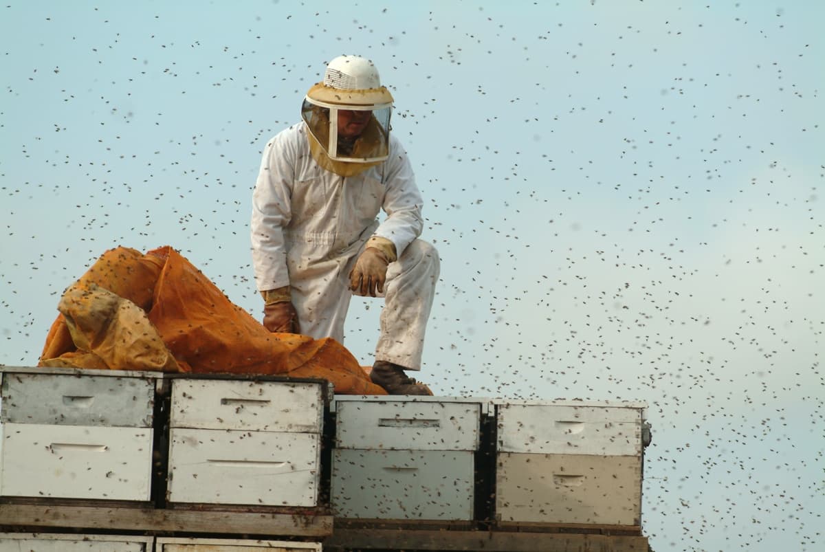Beekeeper tending rooftop hives as bees swarm in sky
