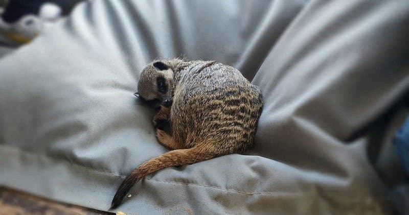 Wildlife & Animal Encounters at Lucky Tails Alpaca Farm