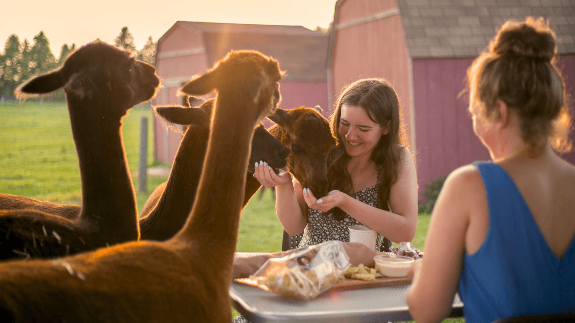 Wildlife & Food Adventure: Alpaca Sunset Picnic in Ontario