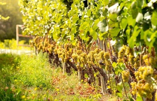 Alpine Grapes & Golden Milk: A Luxurious Swiss Food and Wine Journey from Zurich