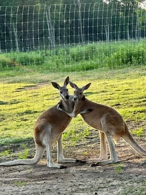 Host a Wild Celebration in Grand Saline: Basic Group Package at the Zoo