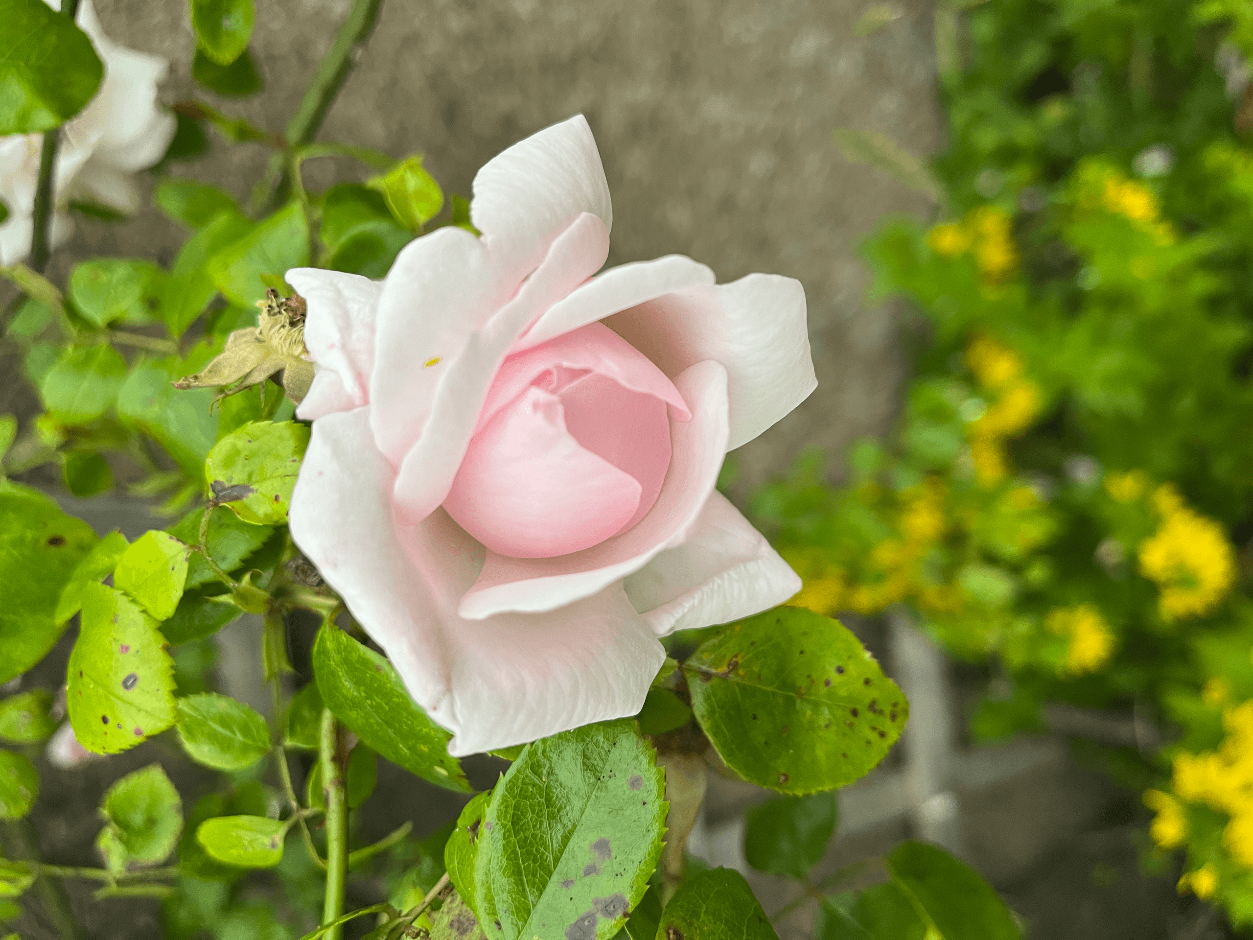Rejuvenate Your Spirit with The Rose Circle Wellbeing Gathering at Laverock Law Farm