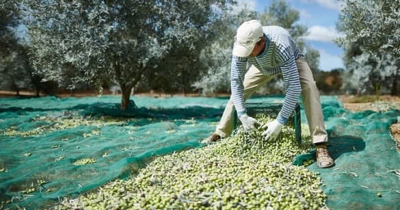 Olive Oil Experience | Guided Tour in Moncarapacho | Food Tour, Farm