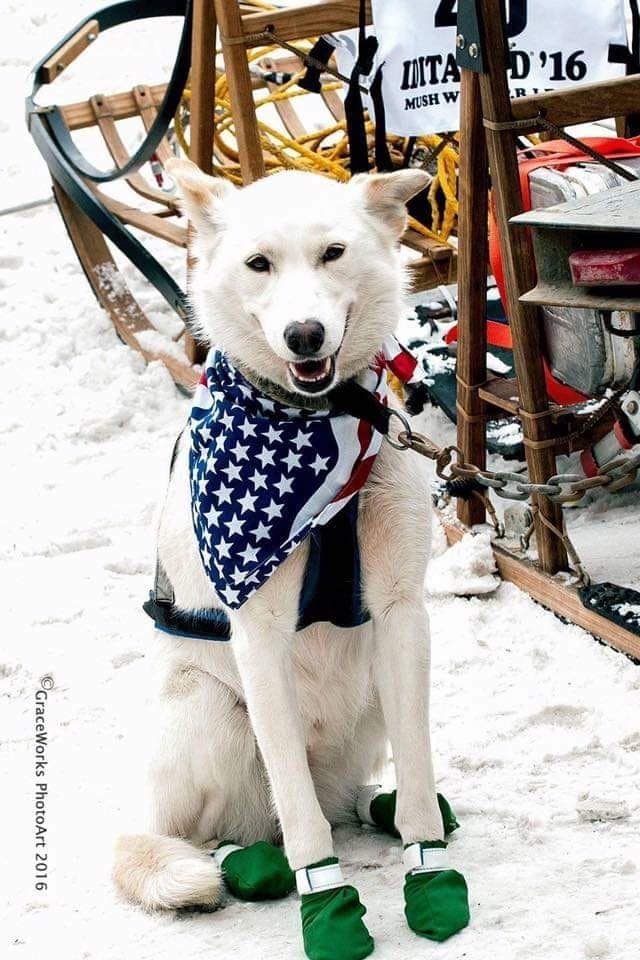 Iditarod Snowmobile Adventure in Willow, Alaska