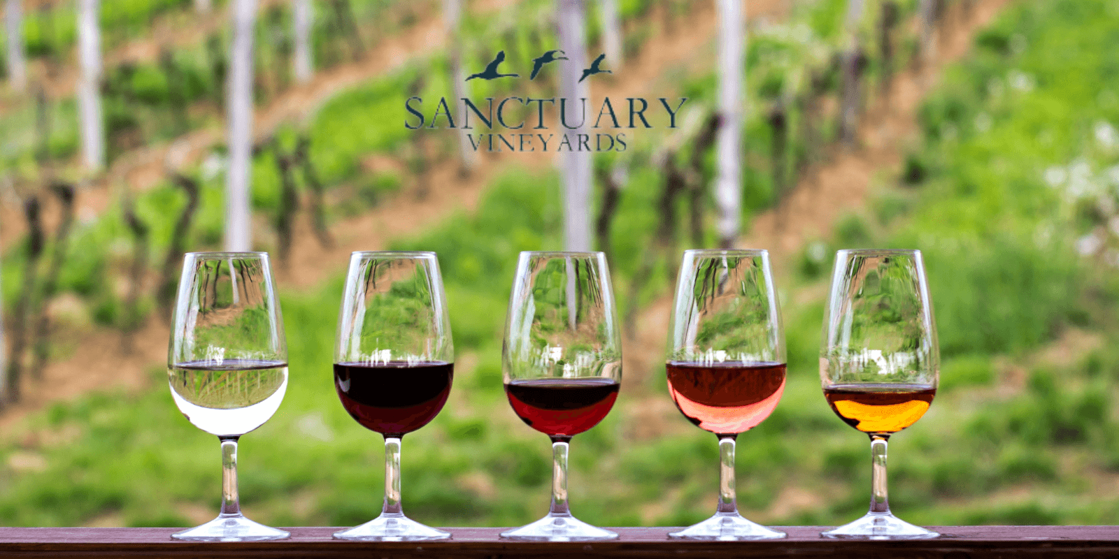 Sound-to-Sip: Boat Cruise and Vineyard Tasting on Currituck Sound