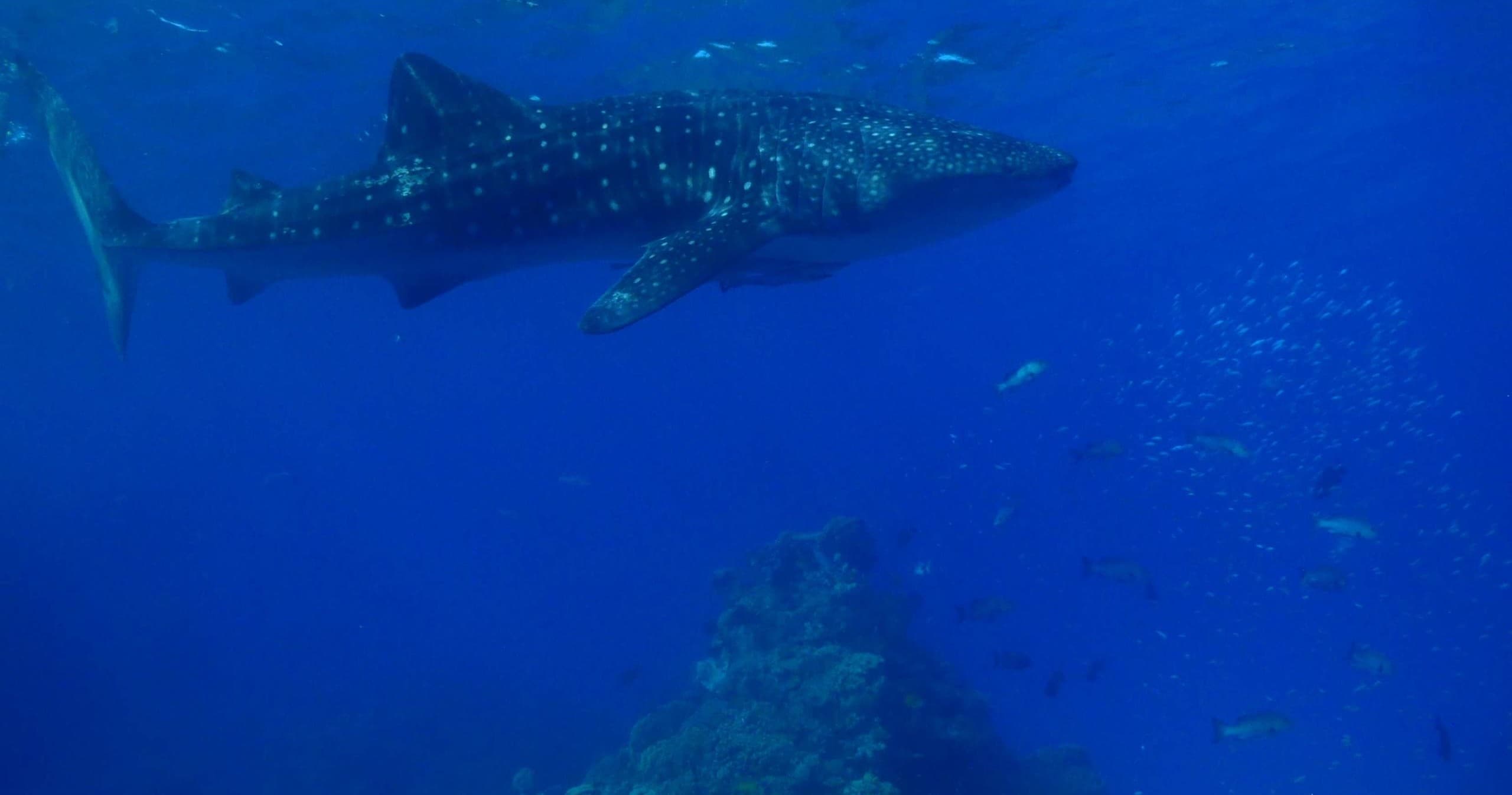 Water Activities: Rum Runner Cairns Shark Diving Adventure