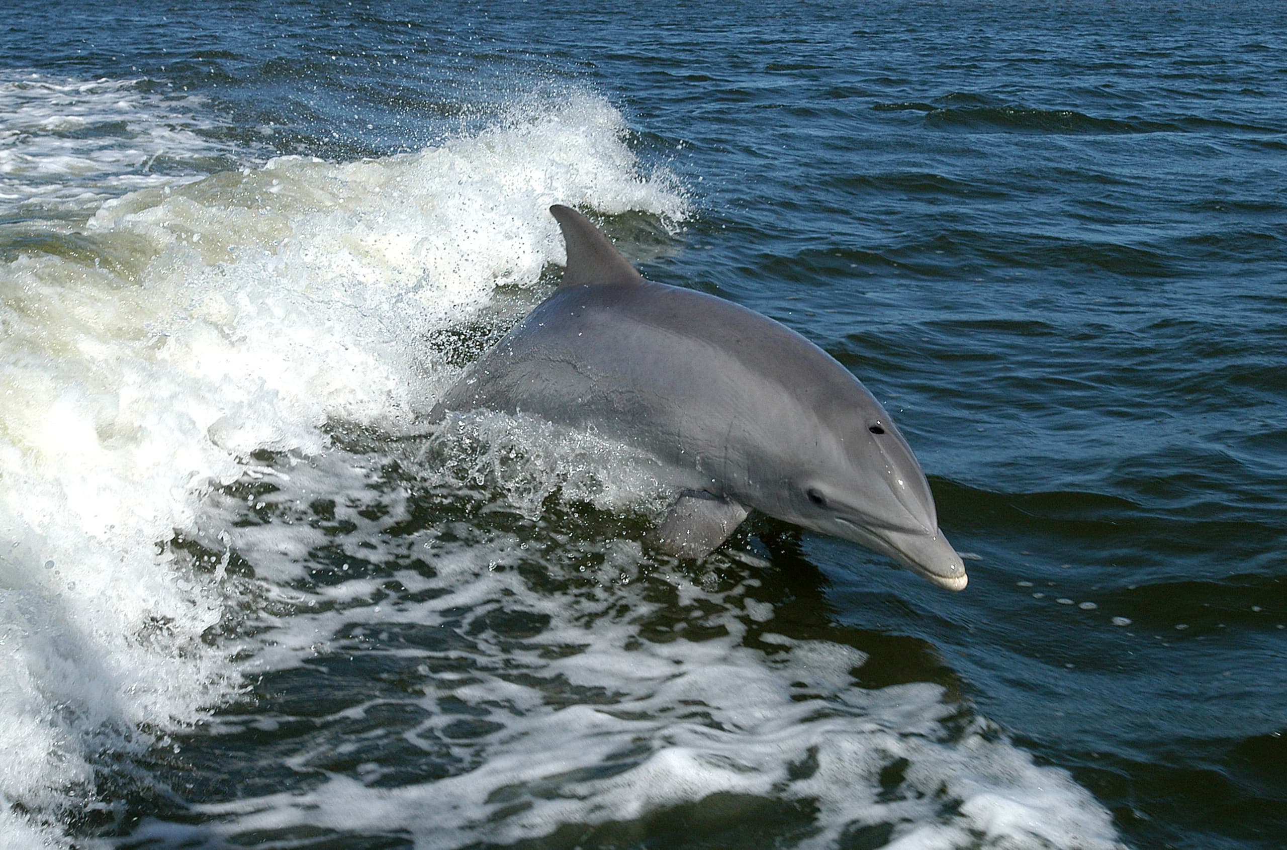 Dolphin bow-riding in choppy ocean waves during boat trip