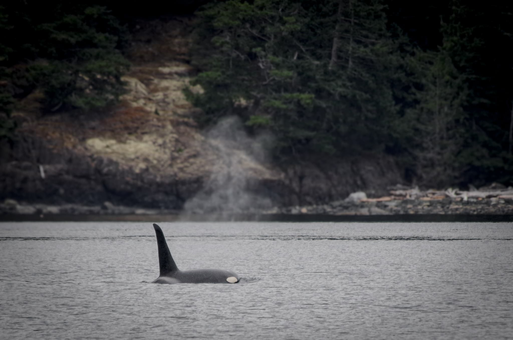 Victoria to Campbell River: 4-Day Wildlife & Wilderness Private Group
