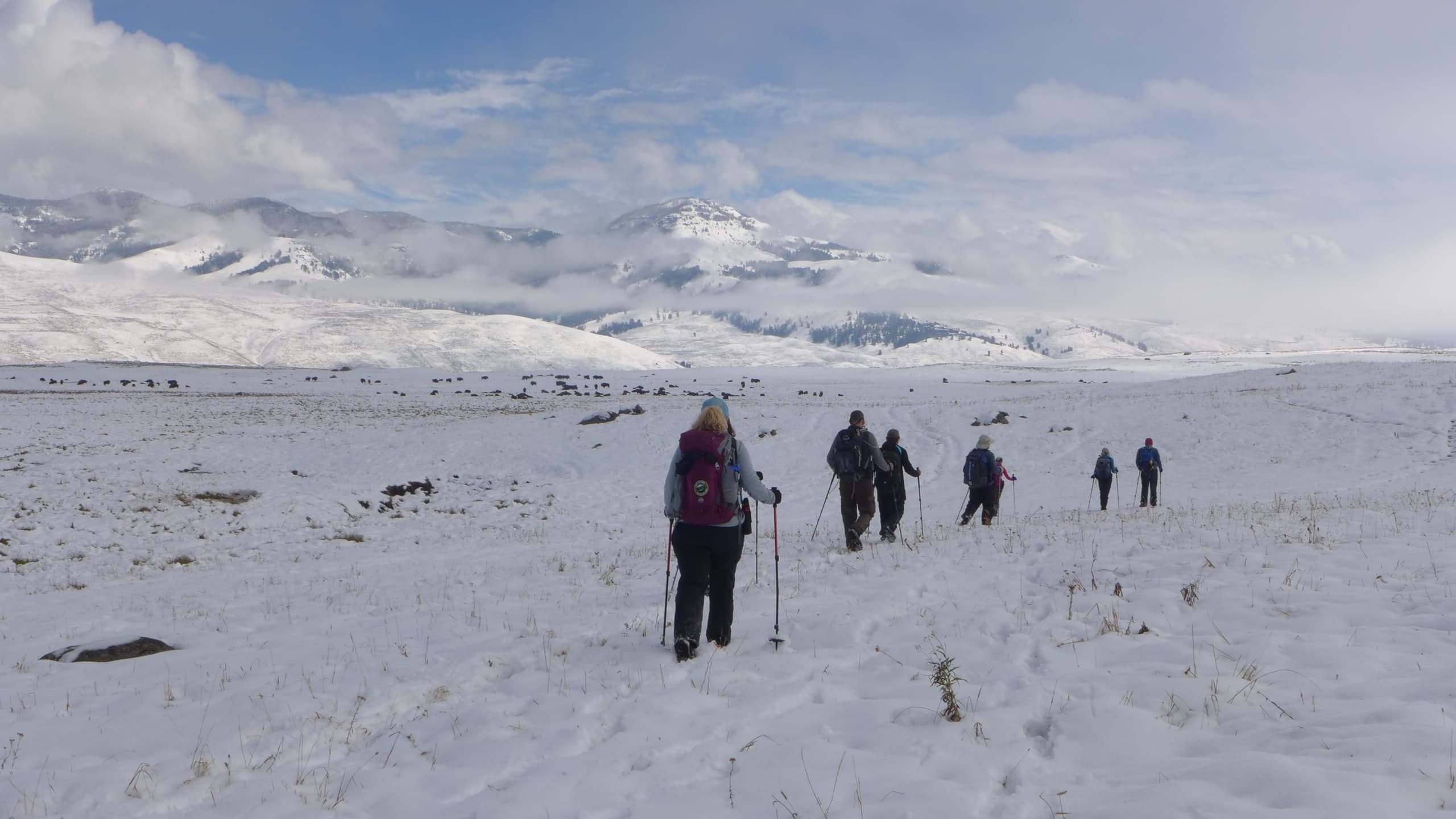 Winter Wildlife Snowshoe Tour at Yellowstone