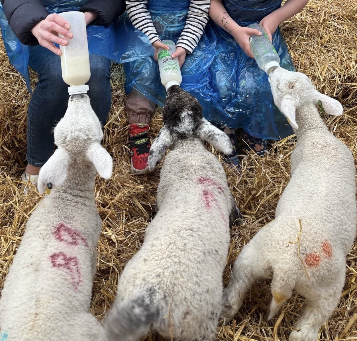 Little Lamb Bottle Feeding at Upper Dysart Larder — Montrose Spring Experience