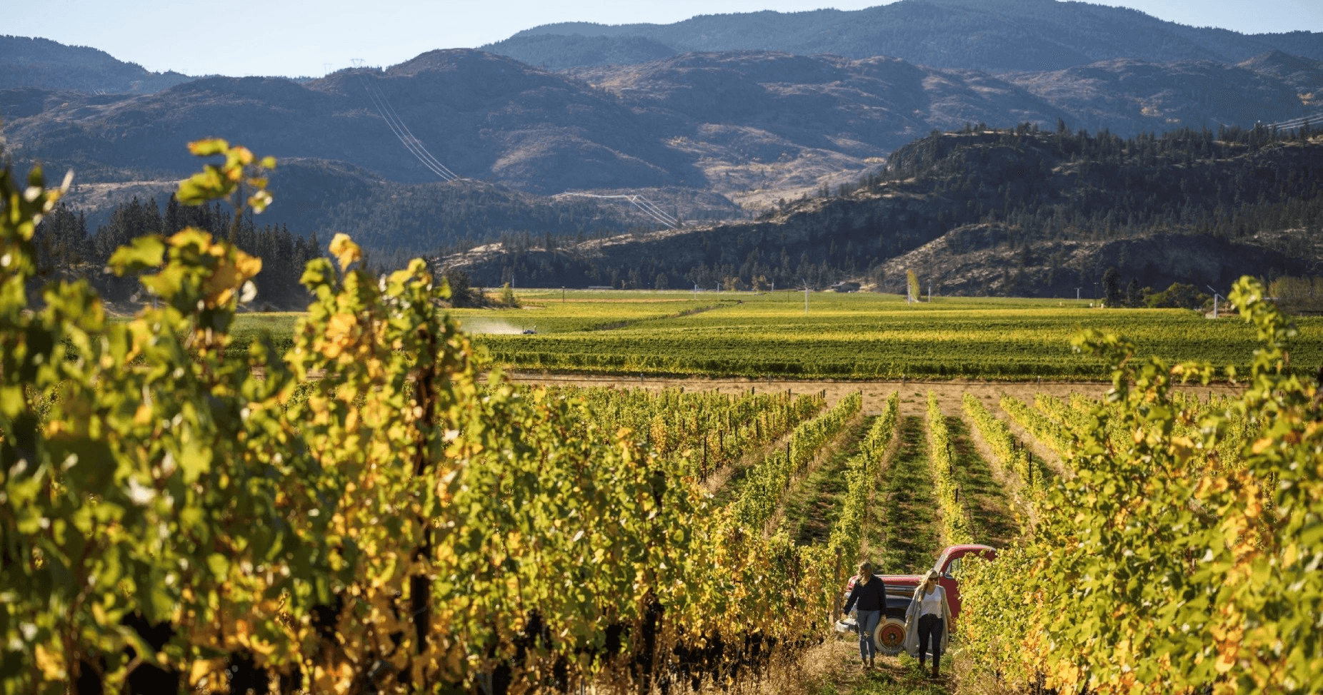 Vineyard rows with hikers walking between vines in valley