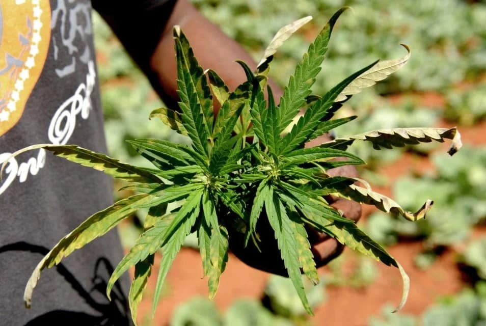 Amsterdam Ganja Scene Tour with Oranje Umbrella Walking Tours