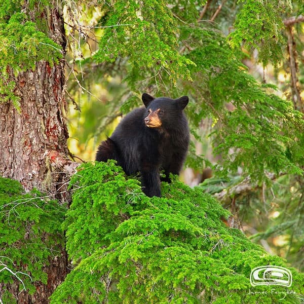 Wildlife & Scenic Land Rover Tour in Whistler with Whistler Discovery Tours