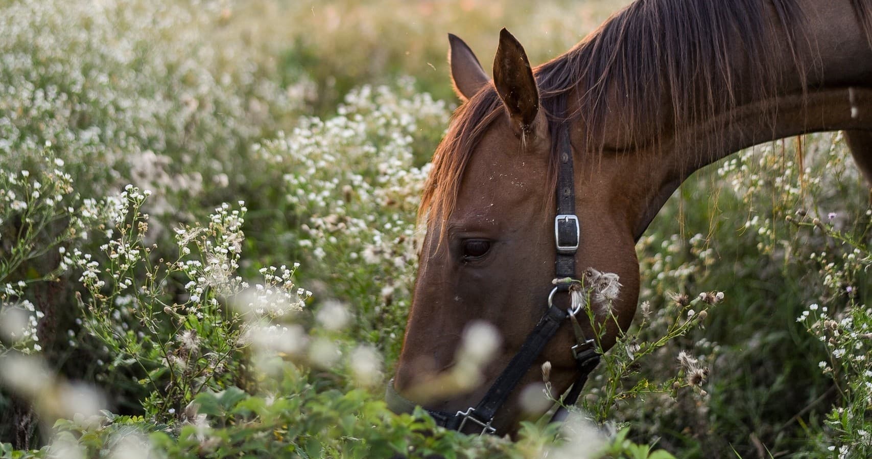 Close-up horse grazing among wildflowers in meadow pasture