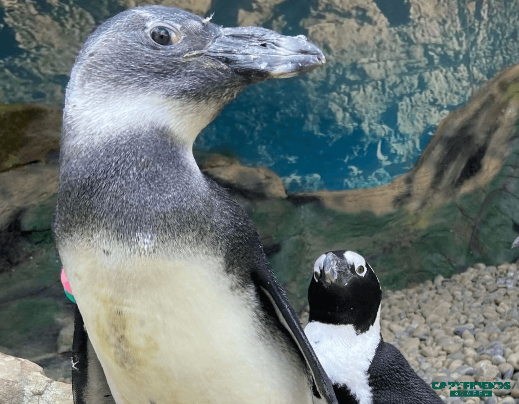 Meet Penguins and Capybaras at Capyfriends Cafe in Helen, GA photo 2