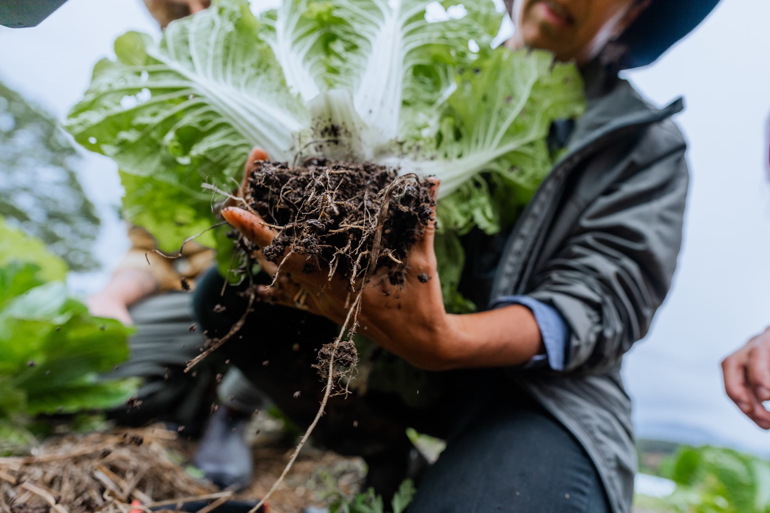 Foraging and Medicinal Tea Making Workshop in Hydes Creek, NSW