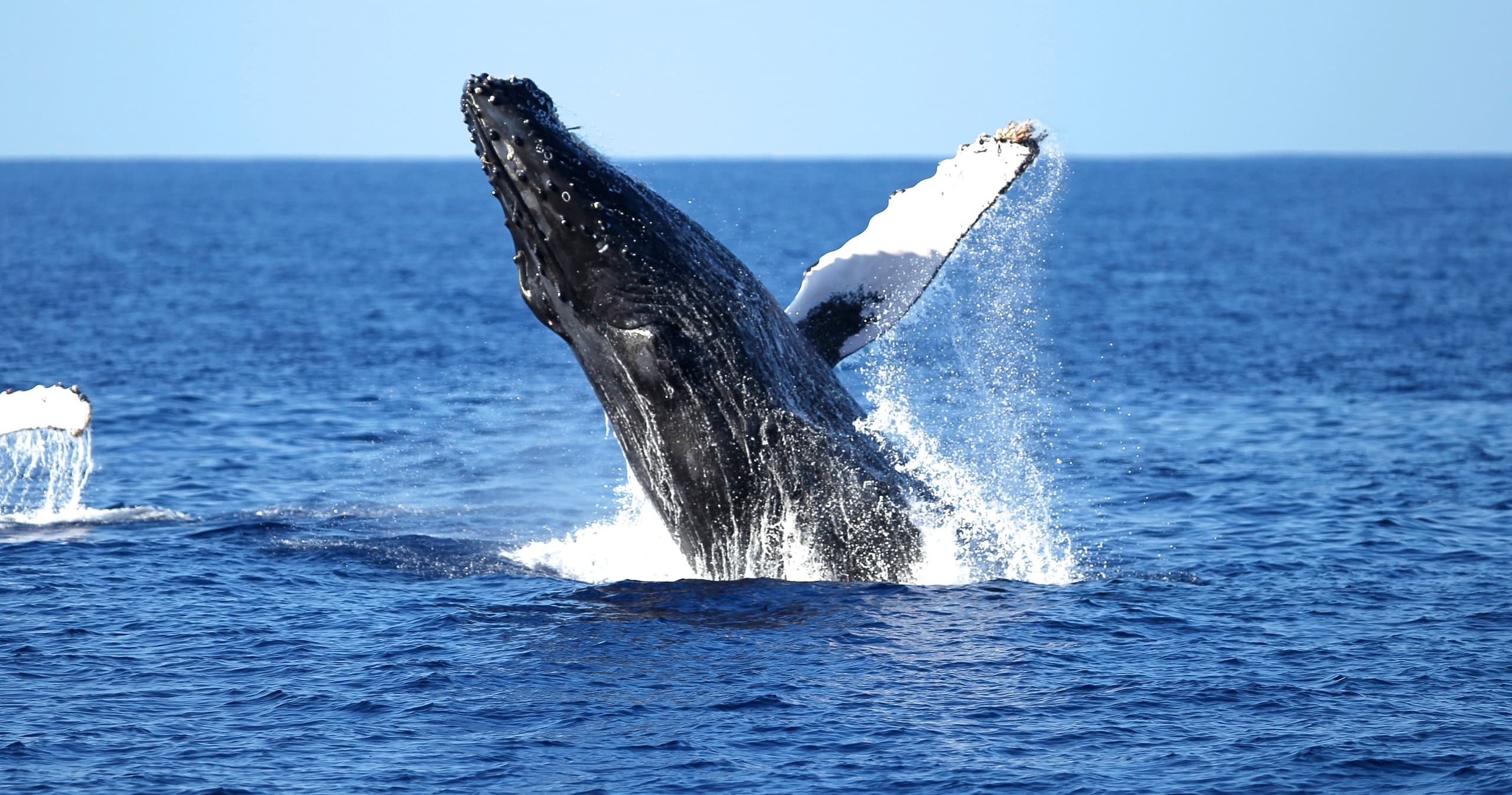 Humpback whale breaching in open ocean during wildlife tour